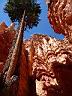 Bryce Canyon 08